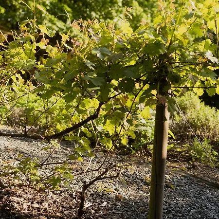 Otel Du Gruenewald Lüksemburg